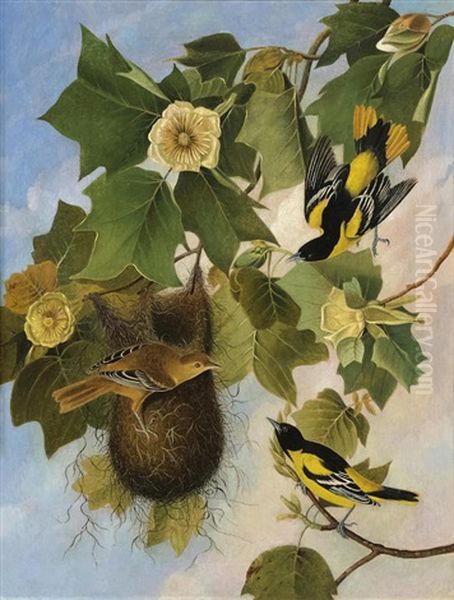 Baltimore Oriole (after John James Audubon) Oil Painting by Joseph Bartholemew Kidd