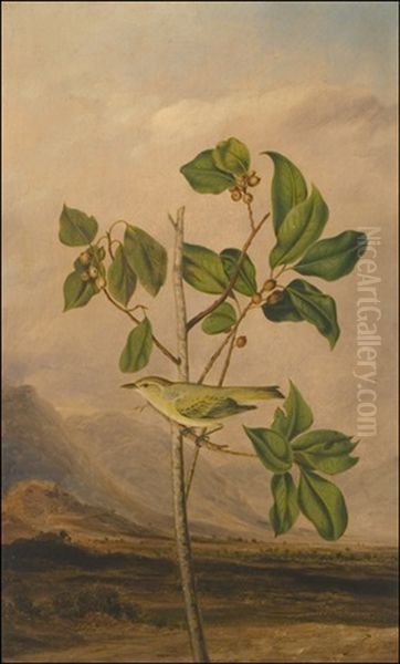 Tennessee Warbler, Vermivora Peragrina (after John James Audubon) Oil Painting by Joseph Bartholemew Kidd