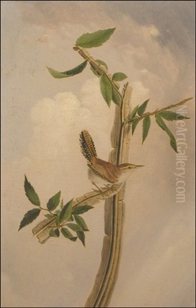 Bewicke's Wren, Thryomanes Bewickii (after John James Audubon) Oil Painting by Joseph Bartholemew Kidd