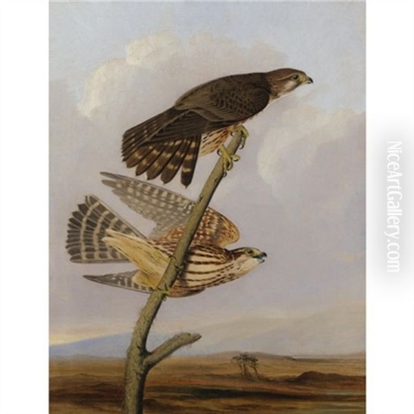 Pigeon Hawk - Falco Columbarius (after John James Audubon) Oil Painting by Joseph Bartholemew Kidd