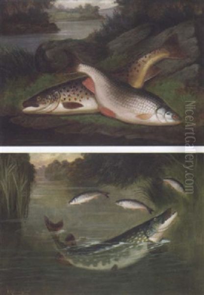 Gold And Silver At The River - Trout And Roach Oil Painting by A. Roland Knight