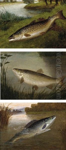 A Grayling From The Pied Bull Stream, St. Nugent, Hertfordshire Oil Painting by A. Roland Knight