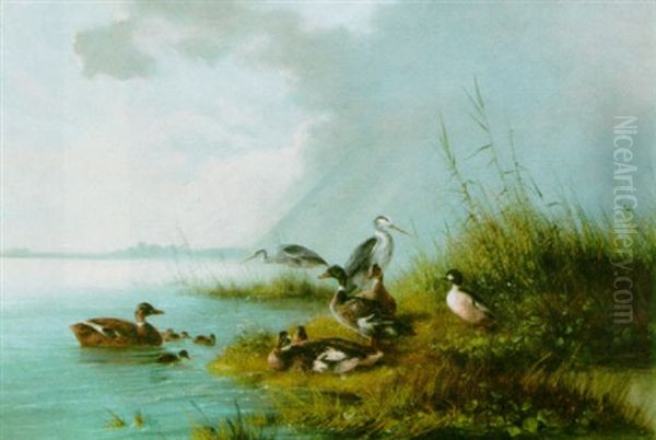 Ducks And Herons By The Water Oil Painting by August Knip