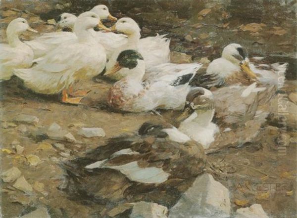 Neun Enten Am Steinigen Ufer Oil Painting by Alexander Max Koester