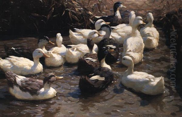 Vierzehn Enten Im Wasser Oil Painting by Alexander Max Koester