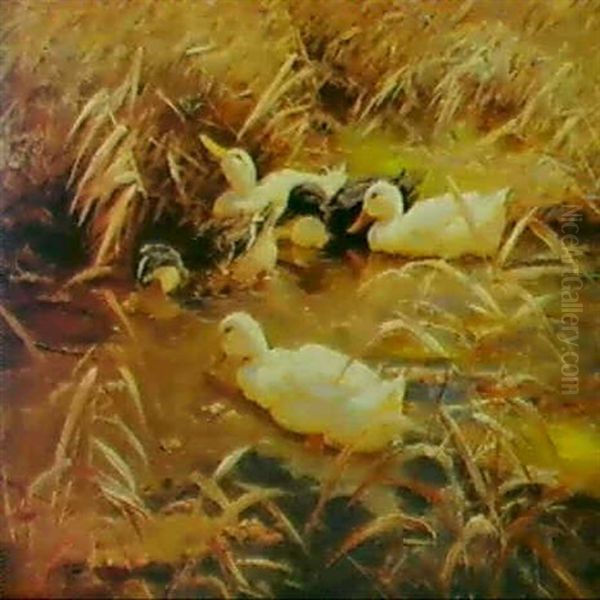 Funf Enten Im Schilf Oil Painting by Alexander Max Koester