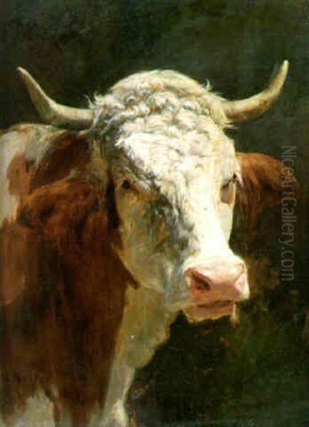 Simmentaler Kuh Oil Painting by Johann Rudolf Koller