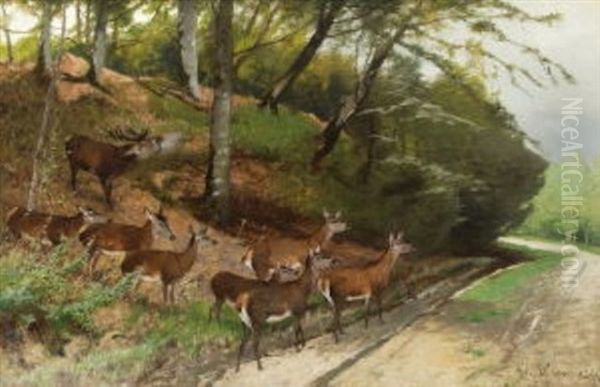 Hirsch Und Hirschkuhe An Einem Waldweg Oil Painting by Christian (Johann Christian) Kroener