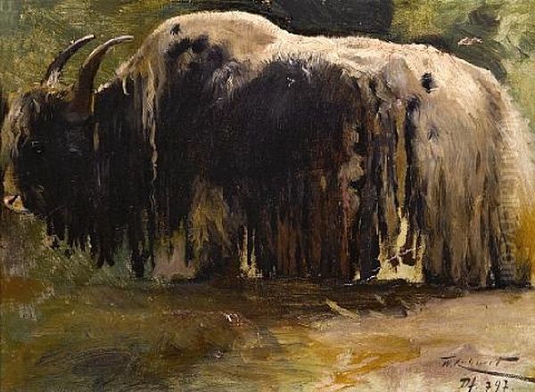 A Yak (study) by Wilhelm Friedrich Kuhnert