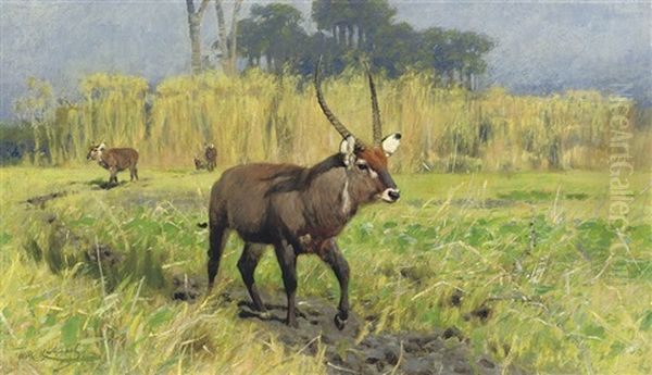 Waterbuck Oil Painting by Wilhelm Friedrich Kuhnert