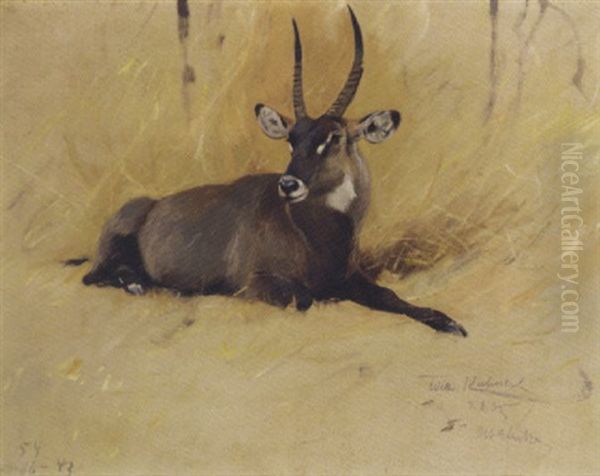 A Common Waterbuck Oil Painting by Wilhelm Friedrich Kuhnert