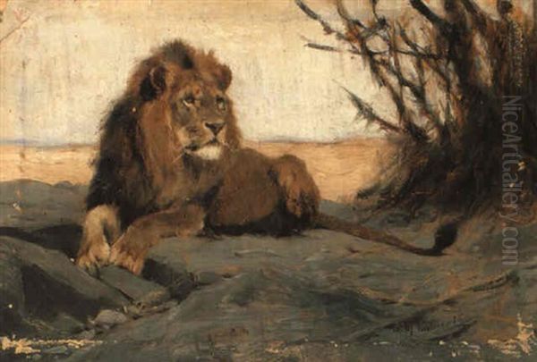 A Lion Resting Oil Painting by Wilhelm Friedrich Kuhnert