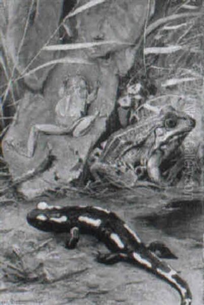 Laubfrosch, Wasserfrosch, Salamander Oil Painting by Wilhelm Friedrich Kuhnert