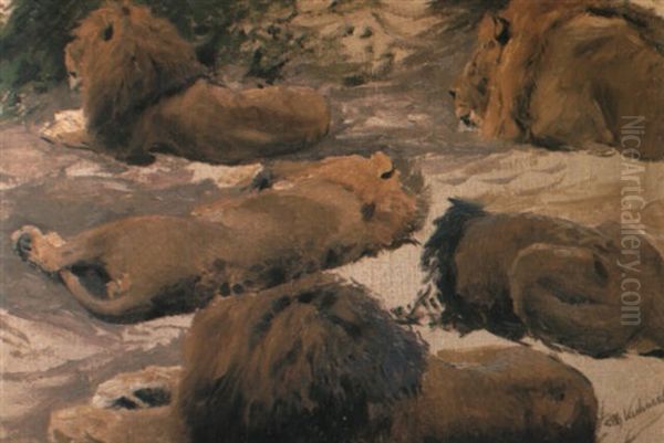 Studies Of A Lion Oil Painting by Wilhelm Friedrich Kuhnert