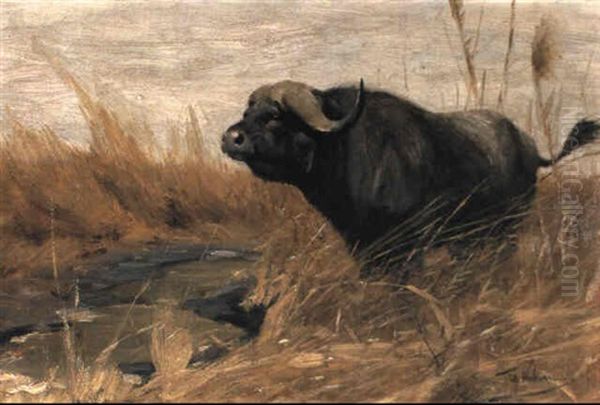 Buffalo In A Field Oil Painting by Wilhelm Friedrich Kuhnert