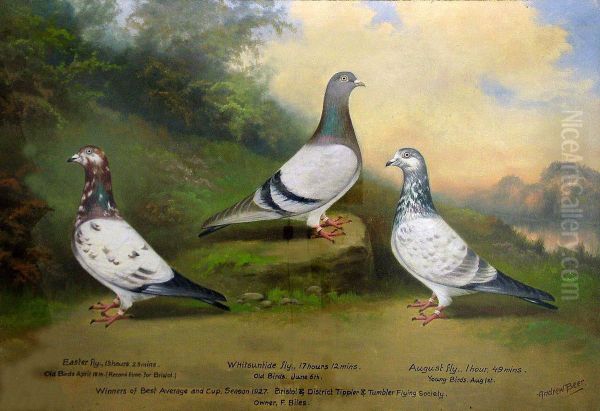 Portraits Of Three Prize Raced Pigeons Oil Painting by William Andrew Beer