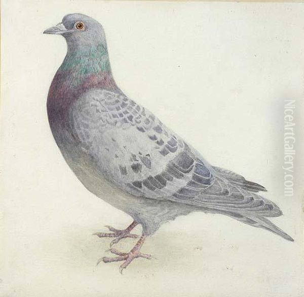 Study Ofa Racing Pigeon Oil Painting by William Andrew Beer