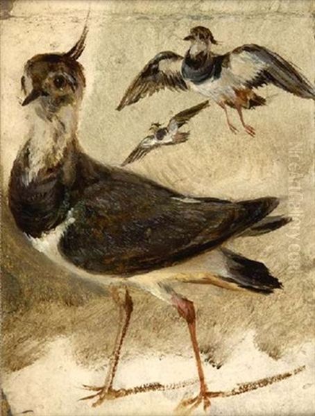 Study Of A Lapwing Oil Painting by Sir Edwin Henry Landseer