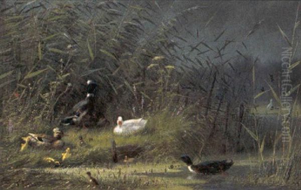 Eenden In Het Riet Oil Painting by Fritz Lange