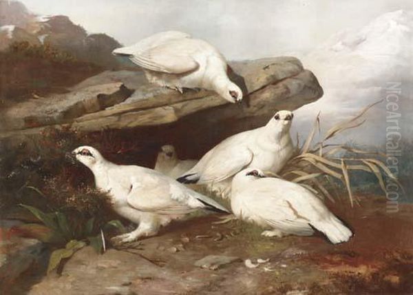 Five Ptarmigans On A Rock Ledge Oil Painting by Giovanni Bellini