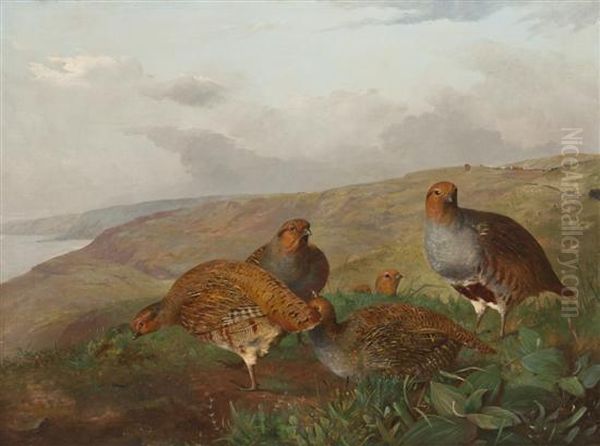 Quail Family Oil Painting by John Christopher Bell