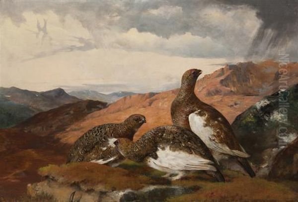 Three Grouse Oil Painting by John Christopher Bell