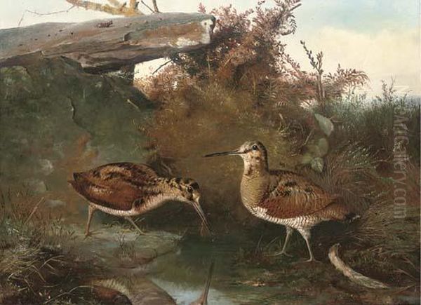 Woodcock By A Pool Oil Painting by John Clement Bell