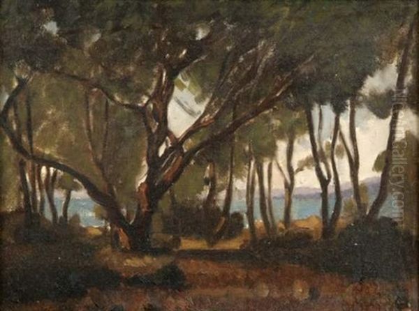 Oliviers Au Bord De Mer Oil Painting by Abel Louis Alphonse Lauvray