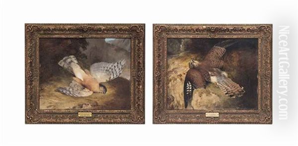 A Dead Peregrine Falcon; And A Dead Kestrel (pair) Oil Painting by Frederick Richard Lee