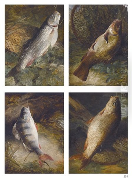 Four Studies Of English Freshwater Fish: Chub, Tench, Perch And Carp Oil Painting by Frederick Richard Lee