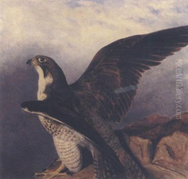 A Perigrine Falcon Perched On A Rock by Frederick Richard Lee