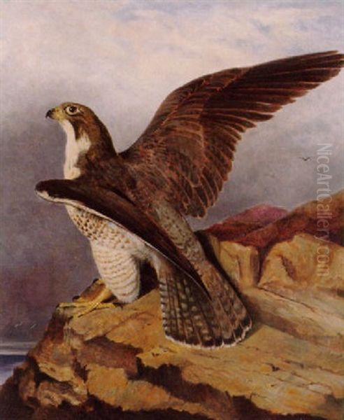 A Peregrine Falcon Perched On A Rock Oil Painting by Frederick Richard Lee