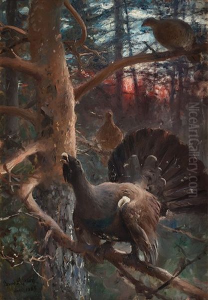 Tjaderlek (capercaillies Singing) Oil Painting by Bruno Liljefors