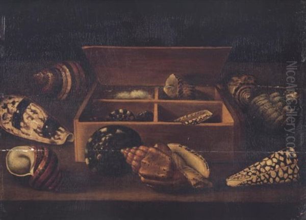 A Still Life Of Shells In A Wooden Box Surrounded By Other Shells, Including Turbo Petholatus, Conus Imperialis, Turbo Bruneus And Conus Marmoreus On A Table Oil Painting by Jacques Linard