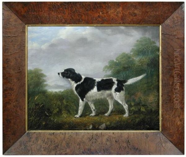 A Black And White English Springer Spaniel In A Landscape Oil Painting by Edward Lloyd