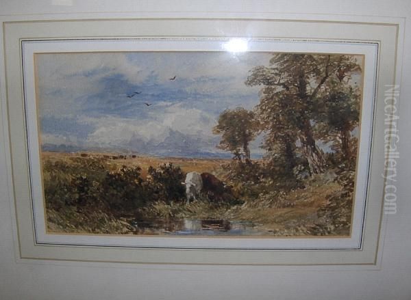 Cattle Watering, Pevensey Marsh Oil Painting by William James Bennett