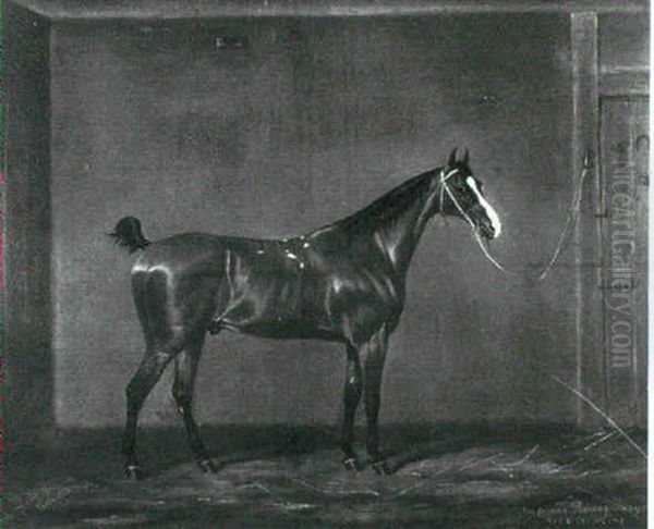 'mat O' The Mint', A Chestnut Racehorse In A Loose Box Oil Painting by James Loder Of Bath