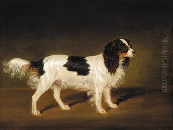 A Tricolour Cavalier King Charles Spaniel Oil Painting by James (of Bath) Loder