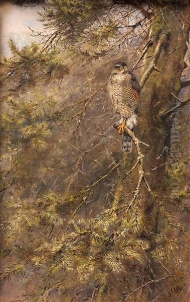 Sparrowhawk In An Old Larch Oil Painting by Edward George Lodge