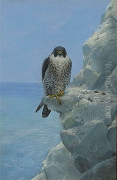 A Peregrine Falcon On A Chalk Cliff Oil Painting by George Edward Lodge