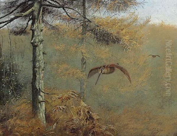 A Pair Of Woodcock On The Wing In A Pine Forest Oil Painting by George Edward Lodge