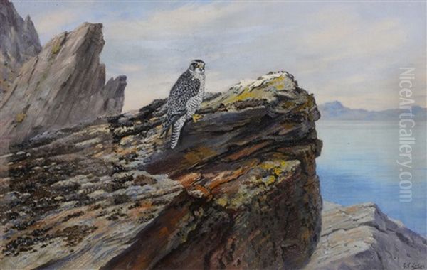 Peregrine Falcon, Hammerfest Oil Painting by George Edward Lodge