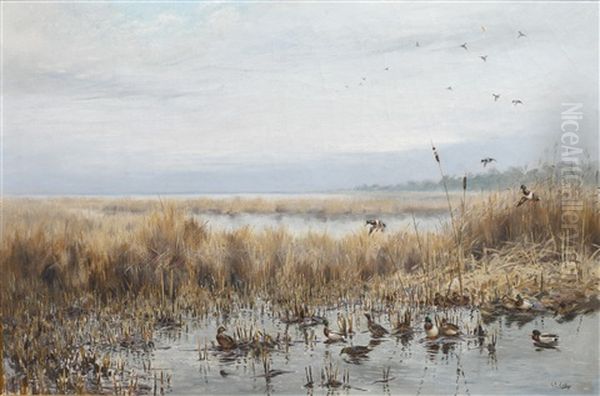 Mallards In Flight In A Marshy Landscape Oil Painting by George Edward Lodge