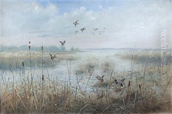 Mallard Rising In The Rushes Oil Painting by George Edward Lodge