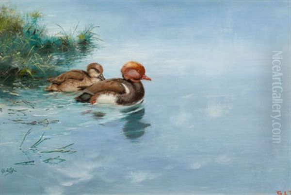 Red Crested Pochard Oil Painting by George Edward Lodge