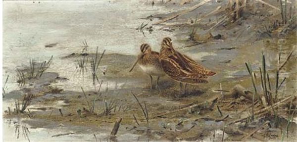 Snipe At The Waters Edge Oil Painting by George Edward Lodge