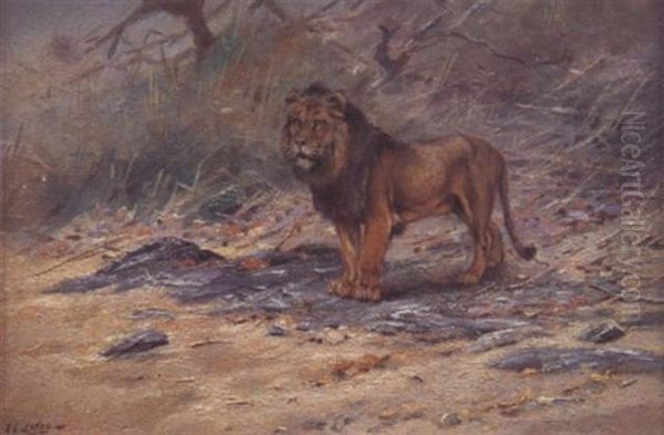 The Lion Oil Painting by George Edward Lodge