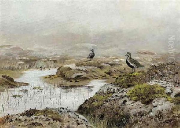 Plovers In A Marshland Oil Painting by George Edward Lodge