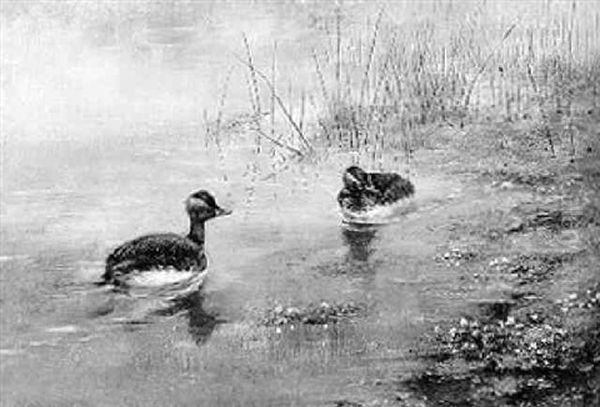 A Pair Of Black-necked Grebes At The Water's Edge Oil Painting by George Edward Lodge