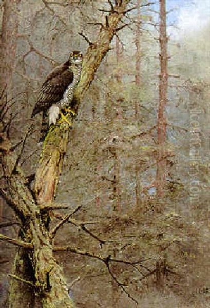 A Goshawk Oil Painting by George Edward Lodge